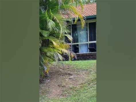 kirra tortured for 4 hours|Qld home where alleged four